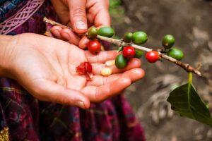 guatemala kahvesi özellikleri nelerdir